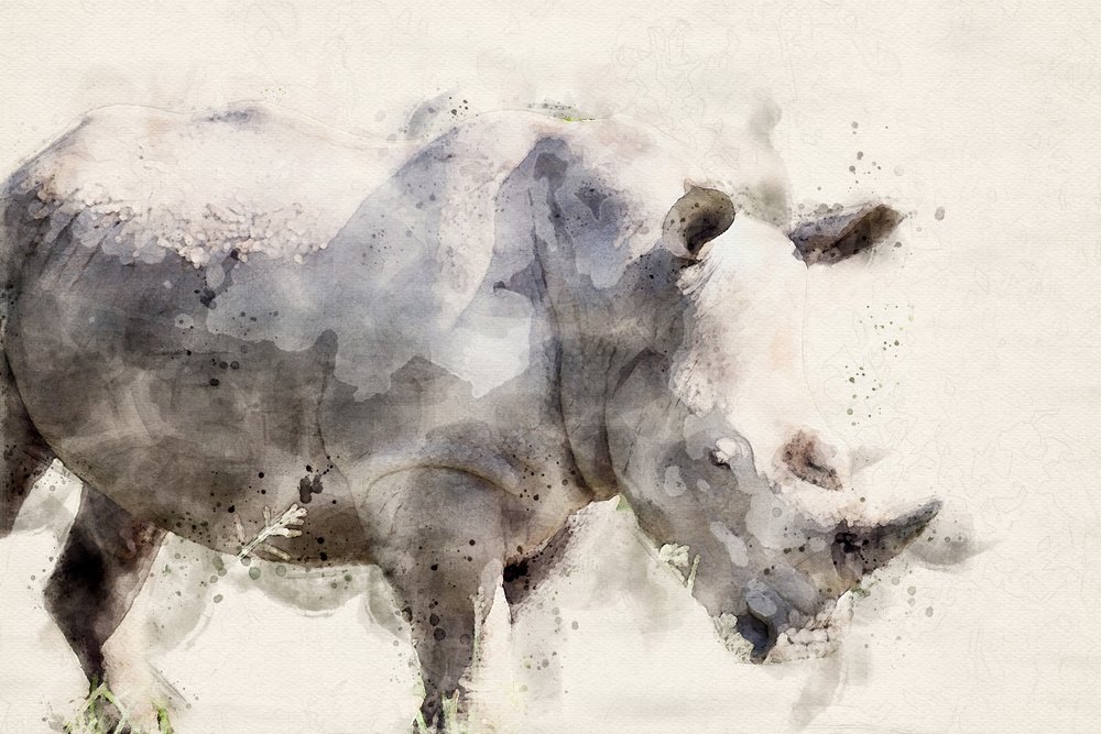 Anmutiger Aquarell Nashorn von Arno Du Toit