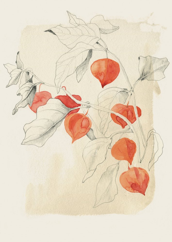 Chinesische Laterne Skizze von Catalina Somolinos