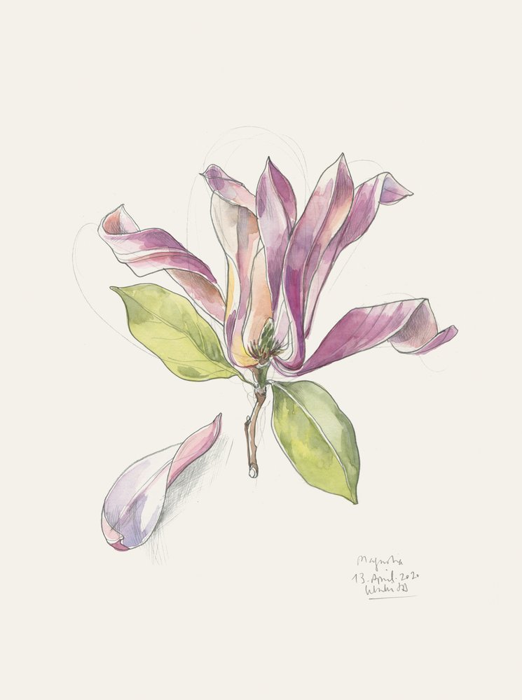 Rosa Aquarell-Magnolie von Catalina Somolinos
