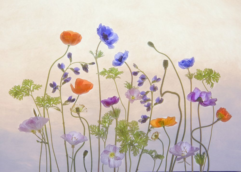 Ätherische Gartenblüten von Catherine Wang