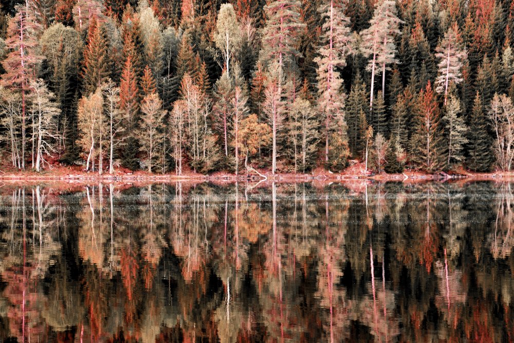 Herbstwaldreflexionen von Christina Sillen