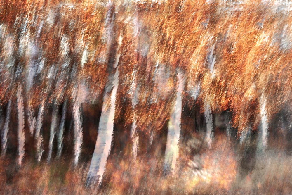 Verschwommene Herbstbirken von Christina Sillen