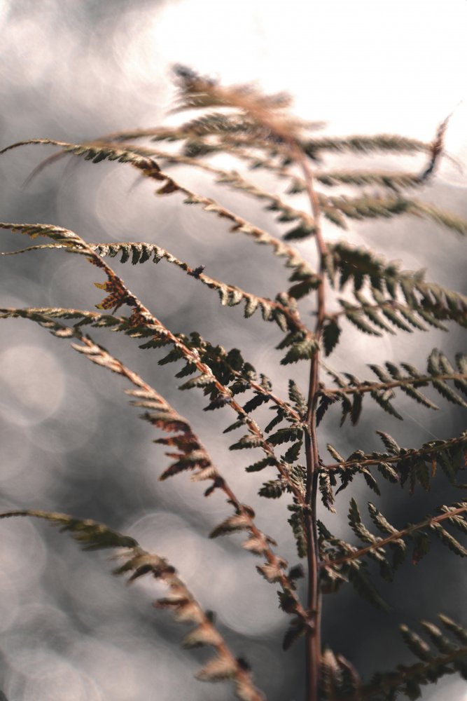 Zarte Herbstfarn von Christina Sillen