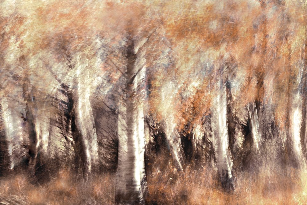 Träumende Herbstbirken von Christina Sillen