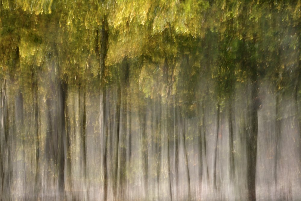 Träumender Herbstwald von Christina Sillen