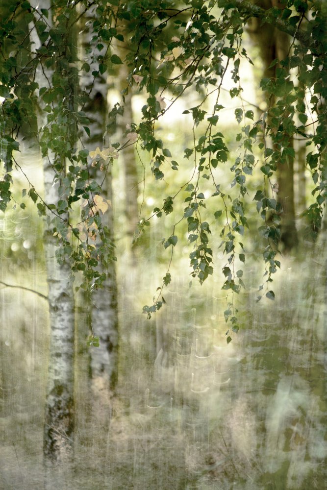 Träumerischer Birkenwald von Christina Sillen