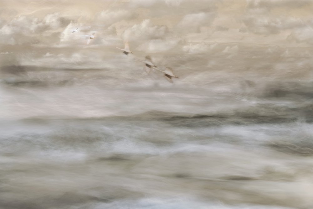Träumerische Vögel über Wasser von Christina Sillen
