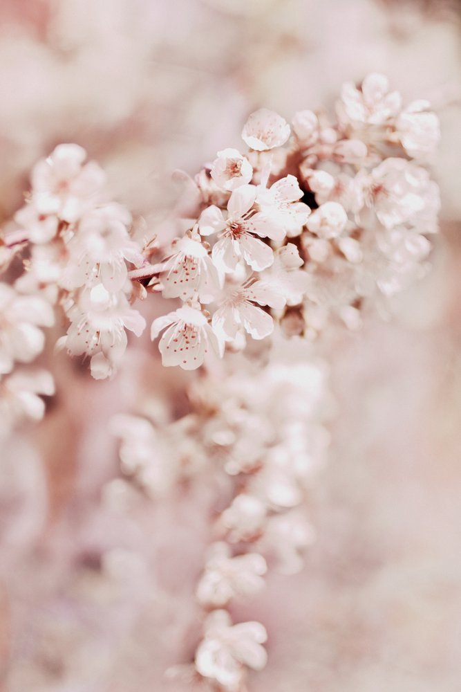 Träumende Kirschblüten von Christina Sillen