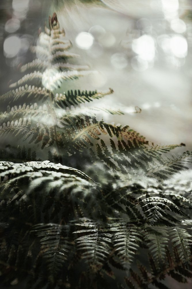 Träumerische Waldfarne von Christina Sillen