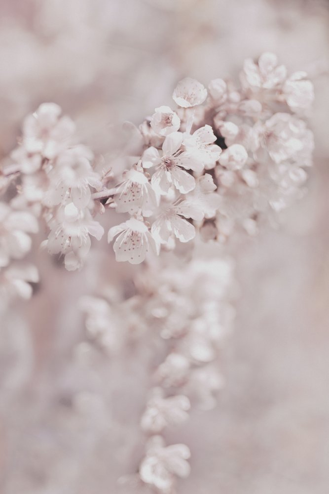 Träumende Rosa Blüten von Christina Sillen