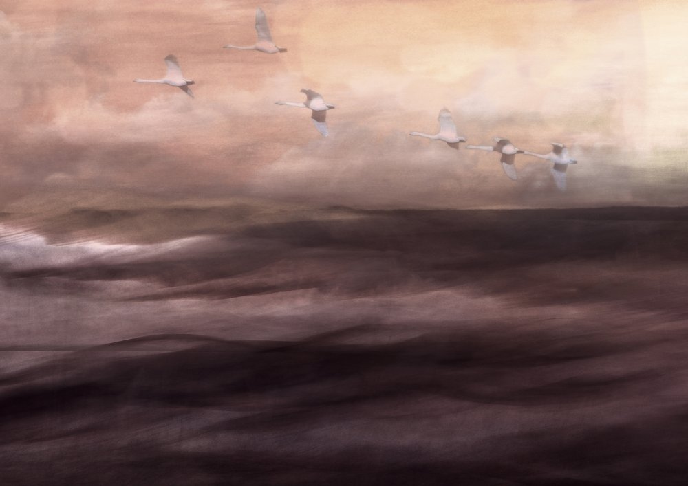 Ätherischer Schwanenflug von Christina Sillen