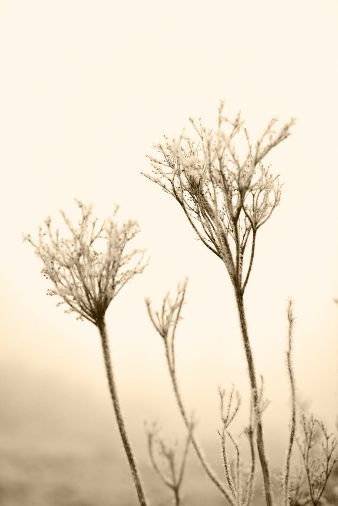 Ätherische Winterbotanik von Christina Sillen