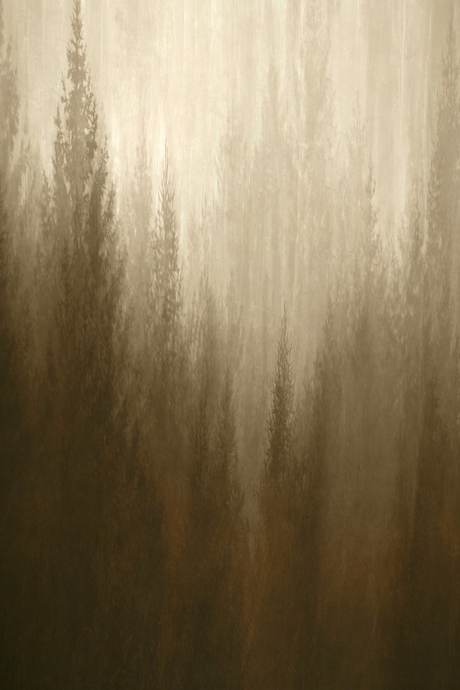 Waldnebel von Christina Sillen