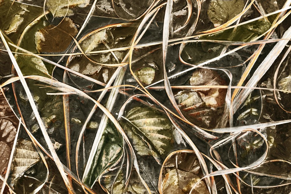Vereistes Naturdetail von Christina Sillen