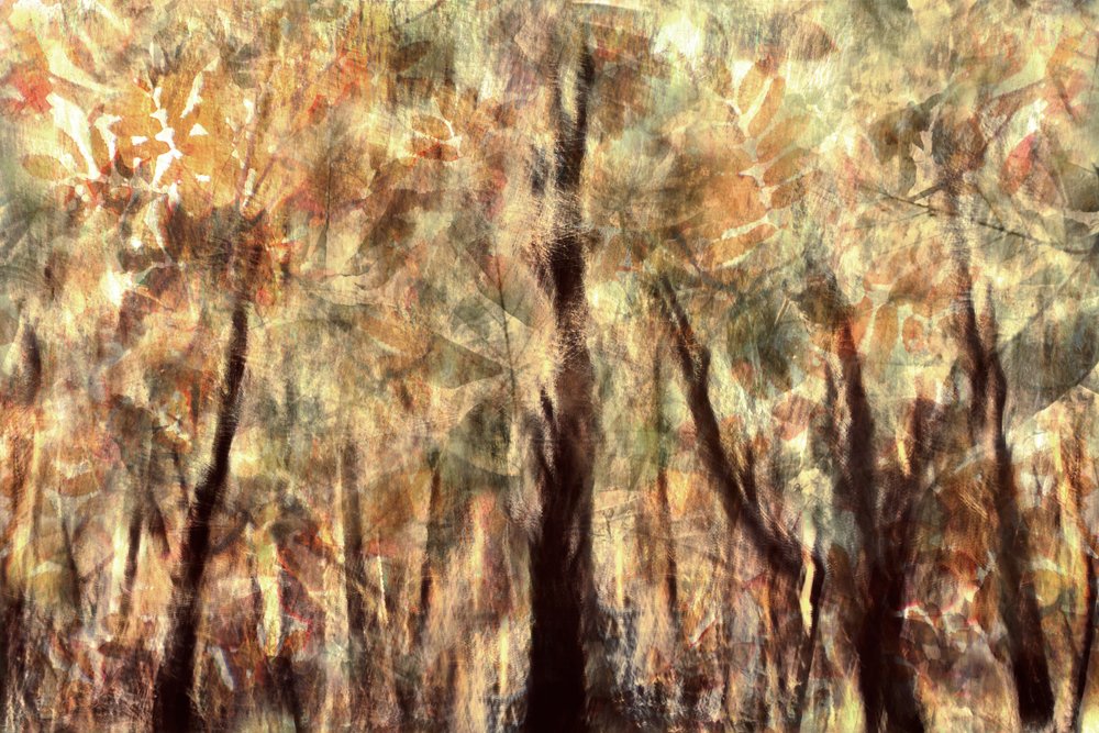 Goldener Herbstwald von Christina Sillen