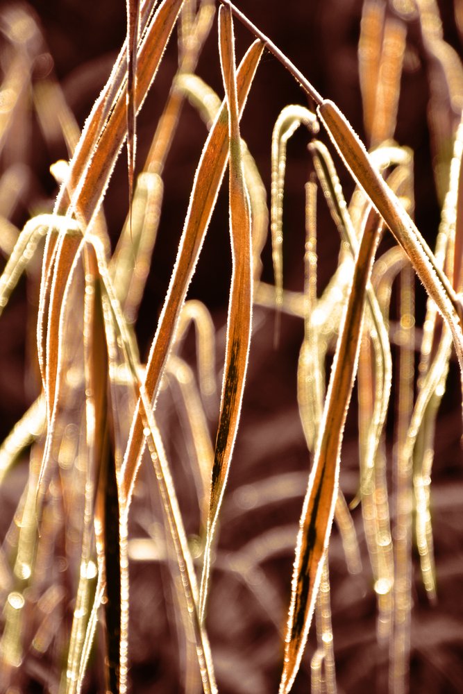 Goldene Gefrostete Schilfrohre von Christina Sillen