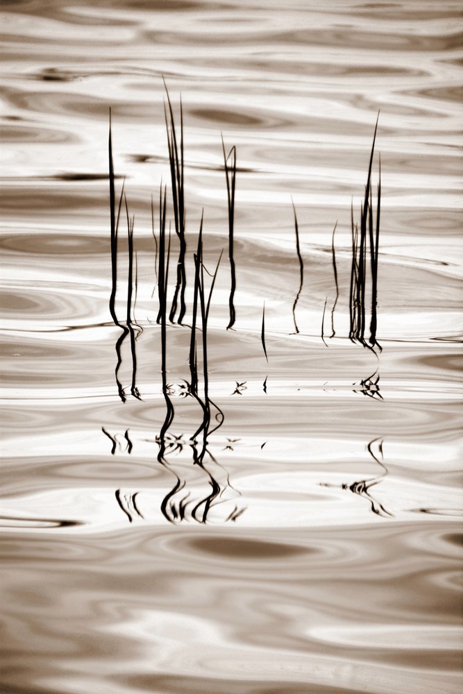 Minimalistische Wasserschilfrohre von Christina Sillen