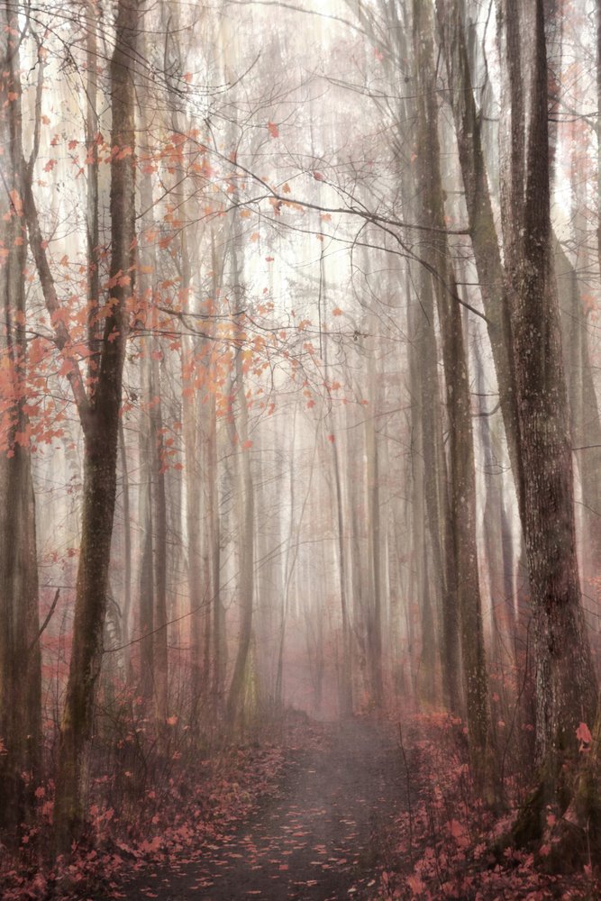 Nebliger Herbstwaldweg von Christina Sillen