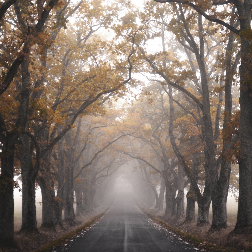 Neblige Herbststraße von Christina Sillen