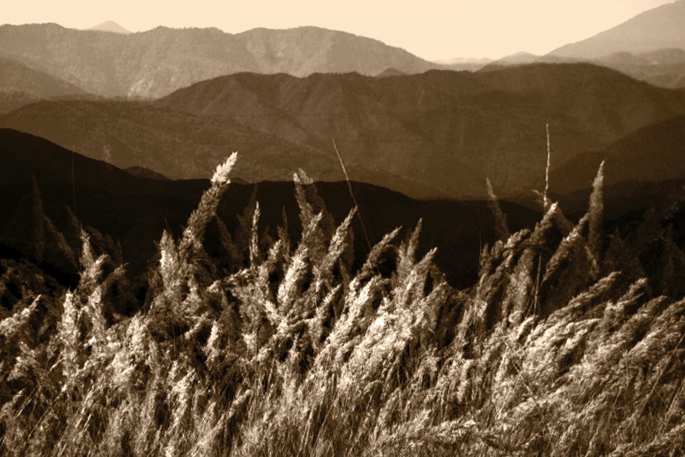 Sepia-Berggras von Christina Sillen
