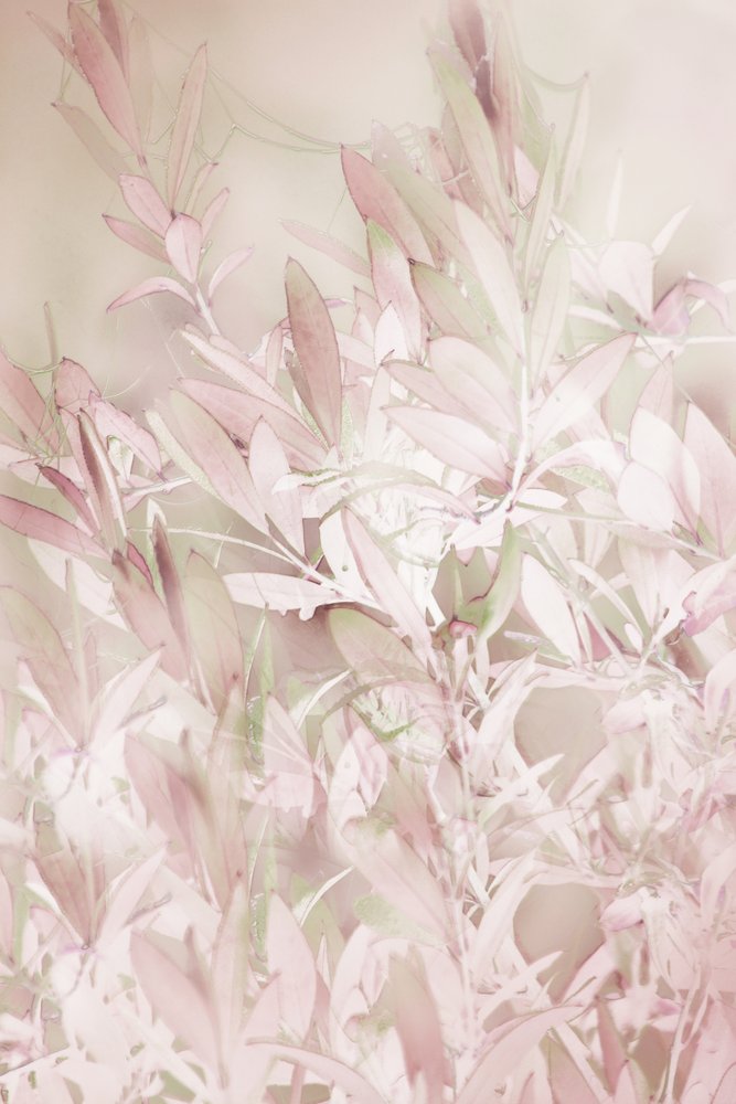 Sanfte Rosa Botanicals von Christina Sillen