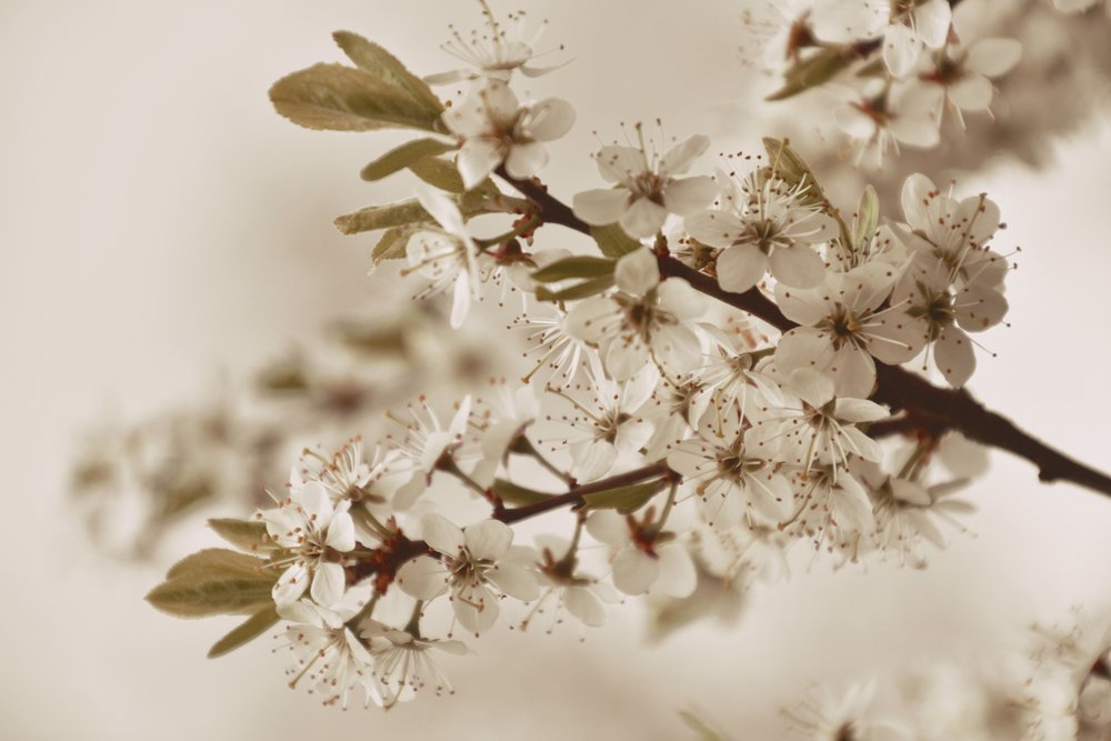 Weiche Weiße Blüten von Christina Sillen