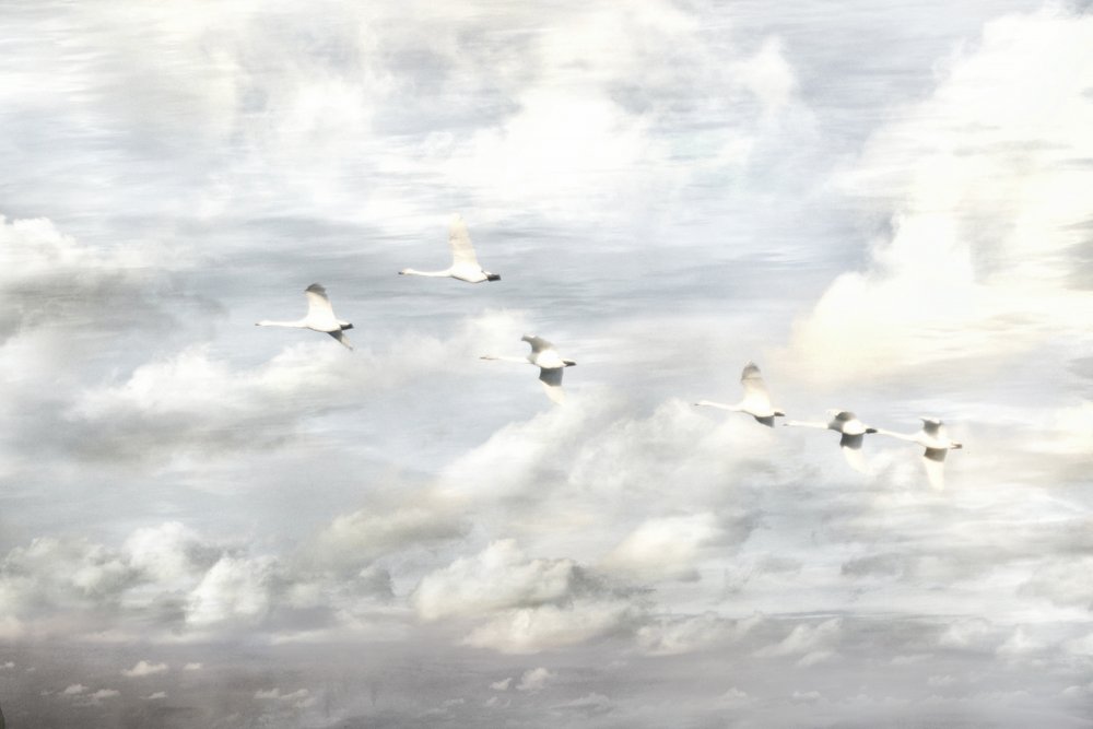 Schwäne im Flug von Christina Sillen