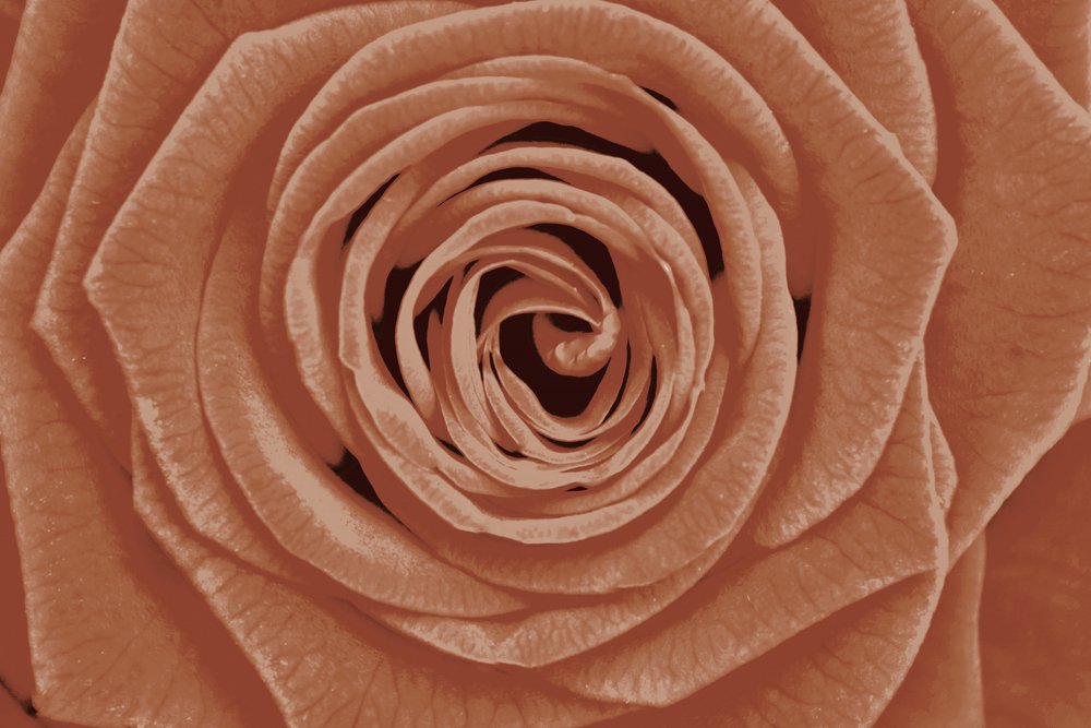 Terrakotta-Rosendetail von Christina Sillen