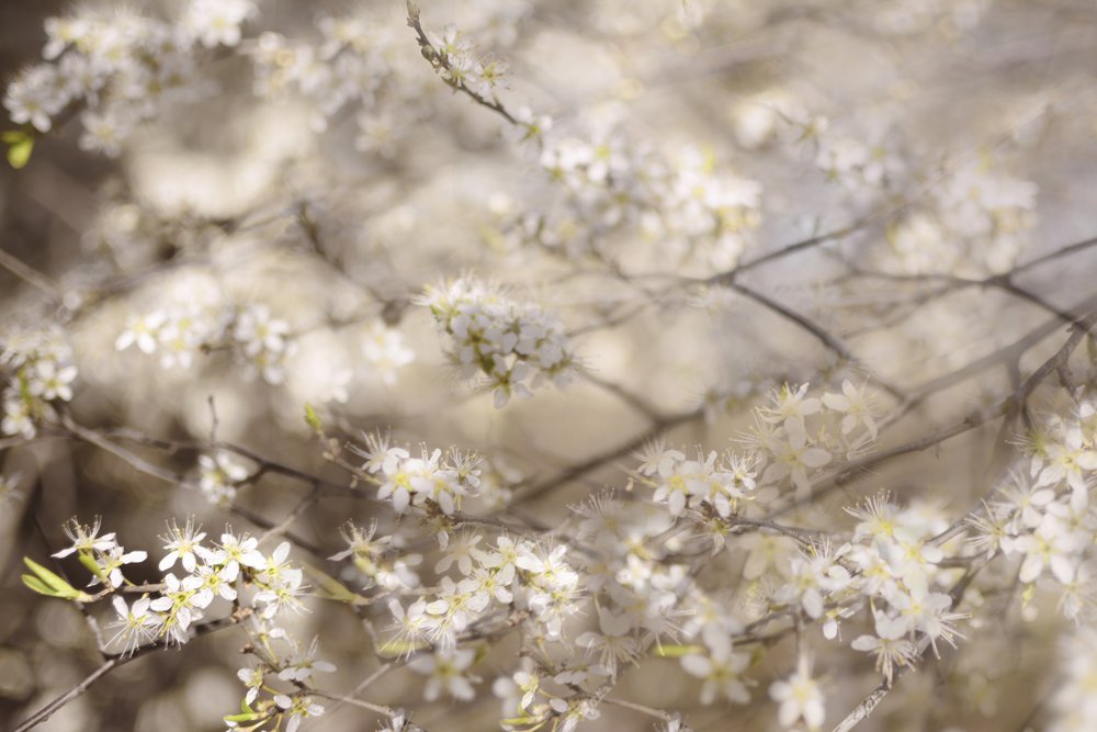 Weiße Frühlingsblüten von Christina Sillen