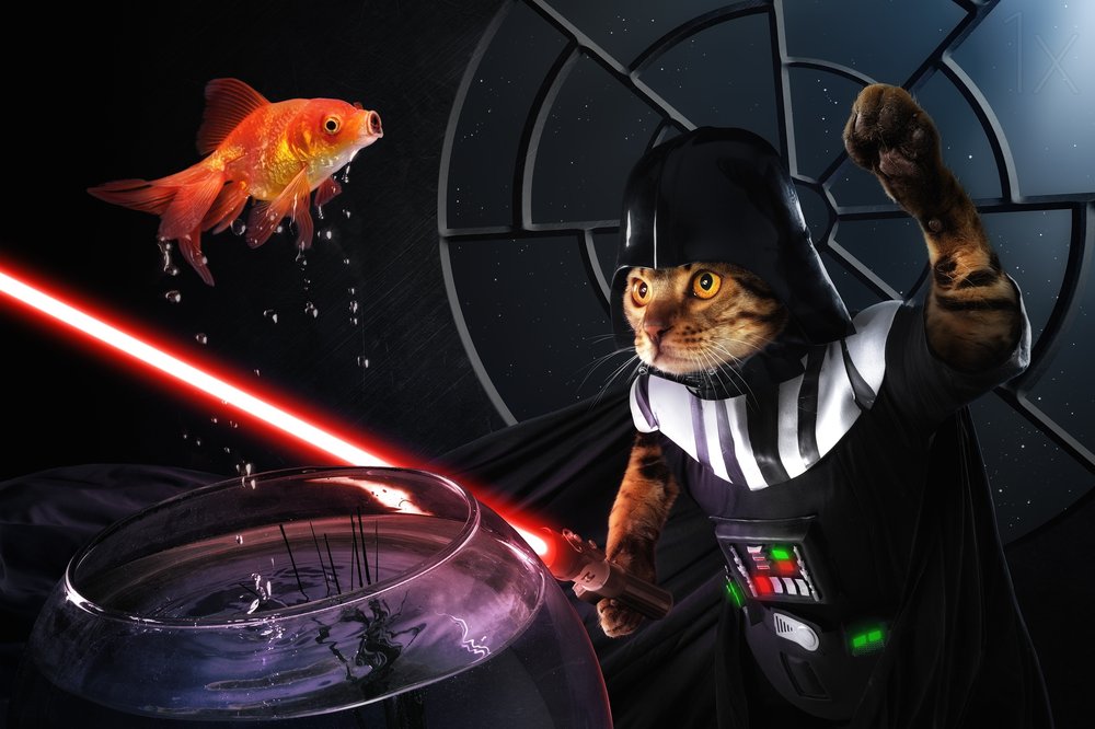 Galaktischer Fischkampf der Katze von Christophe Kiciak