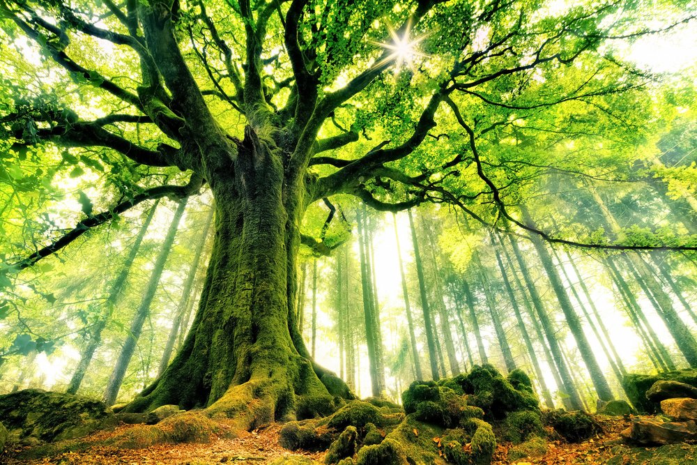 Sonnenbeschienener alter Baum von Christophe Kiciak