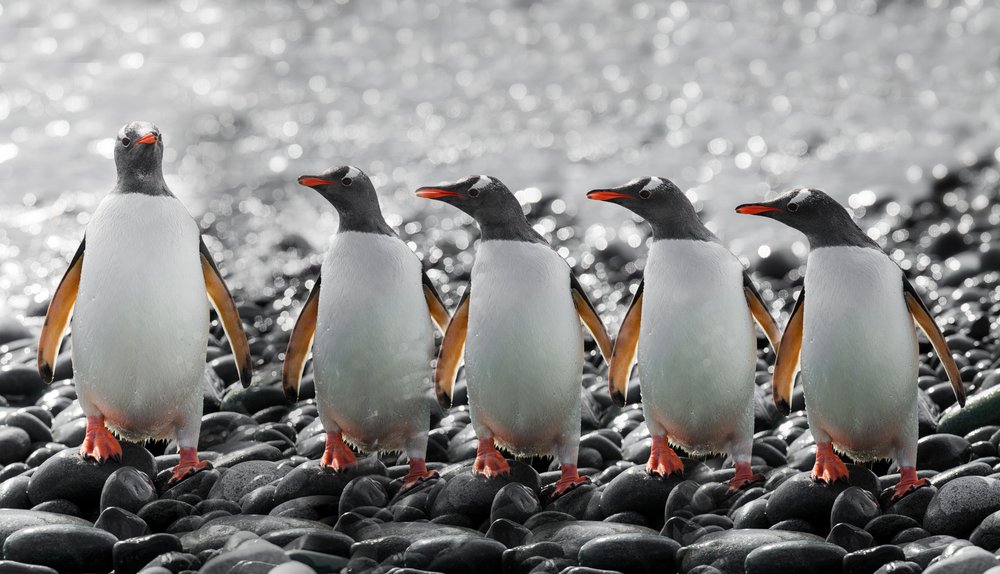 Fünf neugierige Pinguine von Chuanxu Ren