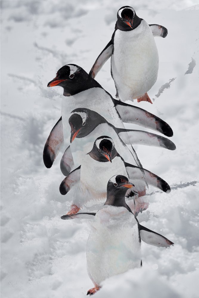 Pinguine im Schnee von Chuanxu Ren