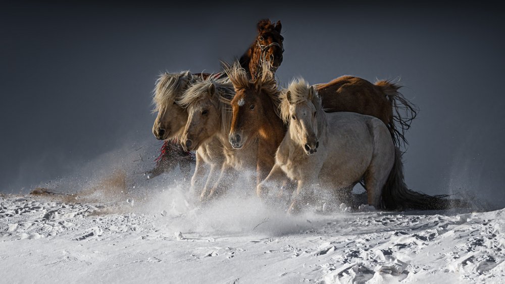 Wilde Pferde im Schnee von Chuanxu Ren