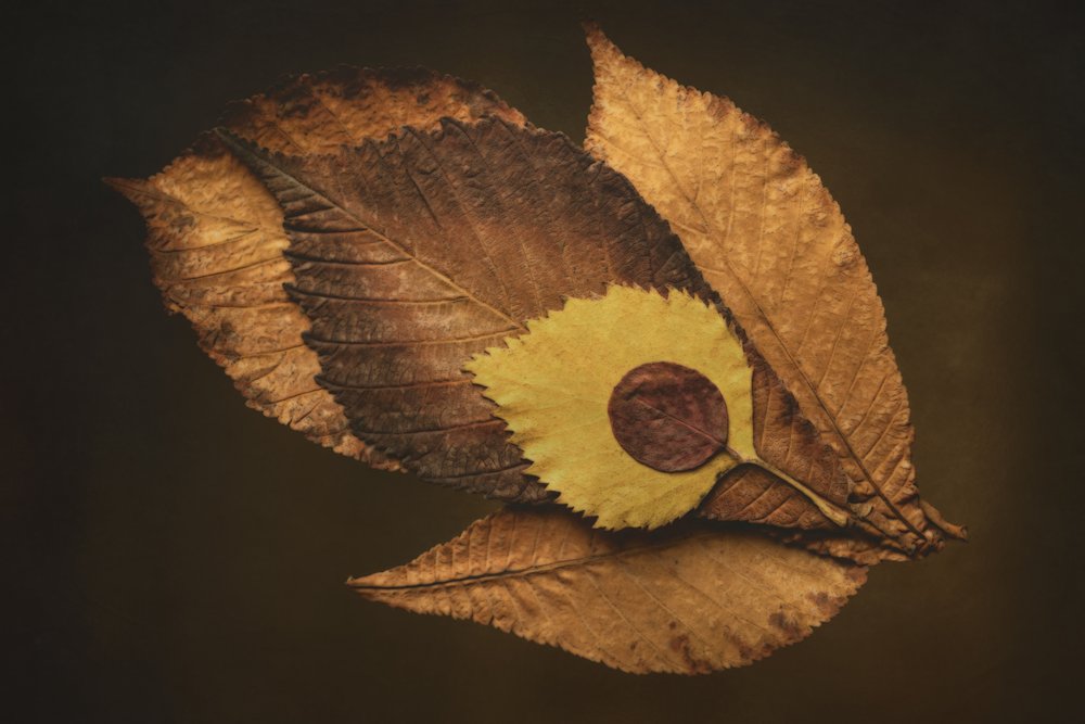 Herbstblatt-Auge von Cicek Kiral