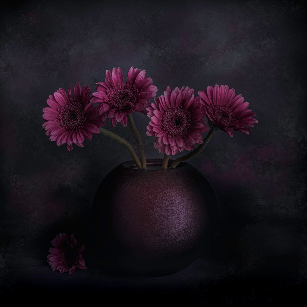 Dunkles Gerbera-Stillleben von Cicek Kiral