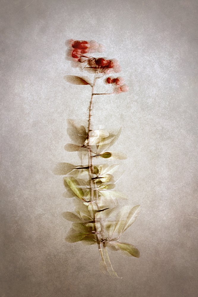 Zarte botanische Beeren von Cicek Kiral