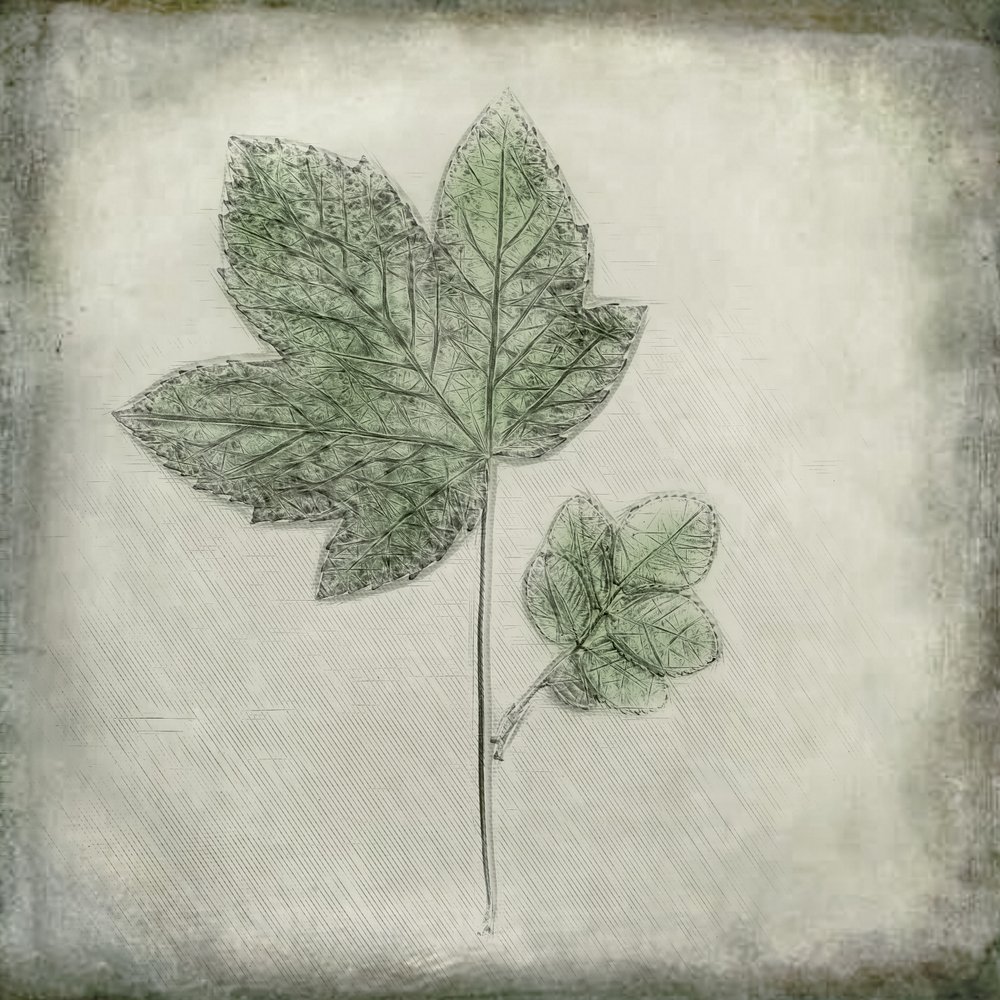 Elegante grüne Blätter von Cicek Kiral