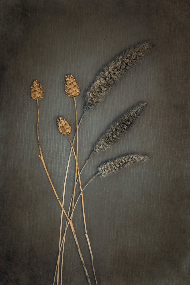 Rustikale getrocknete Botanicals von Cicek Kiral