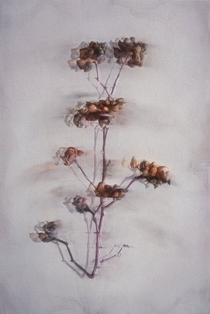 Sanfte getrocknete Botanicals von Cicek Kiral