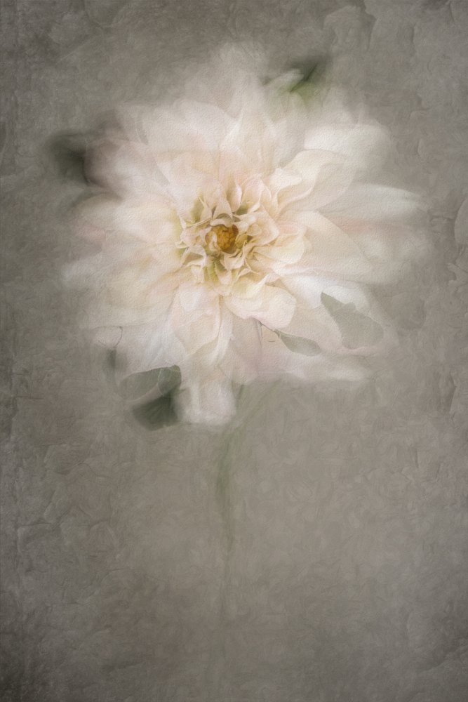 Sanfte weiße Blüte von Cicek Kiral