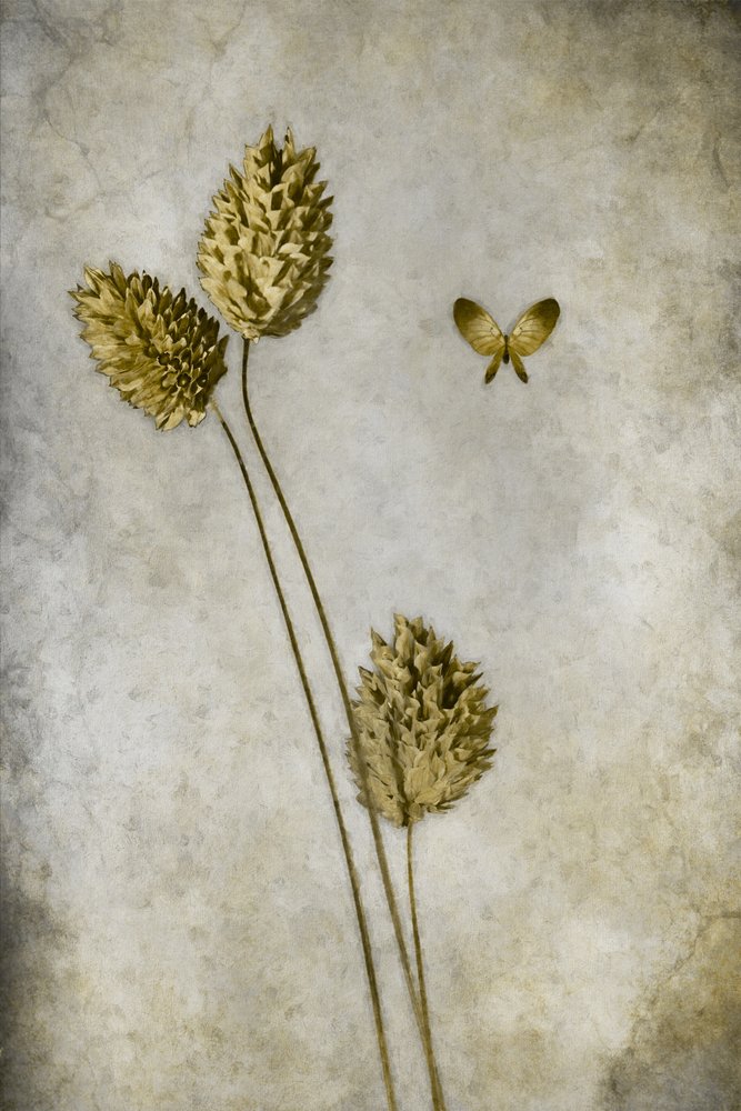 Vintage botanischer Schmetterling von Cicek Kiral