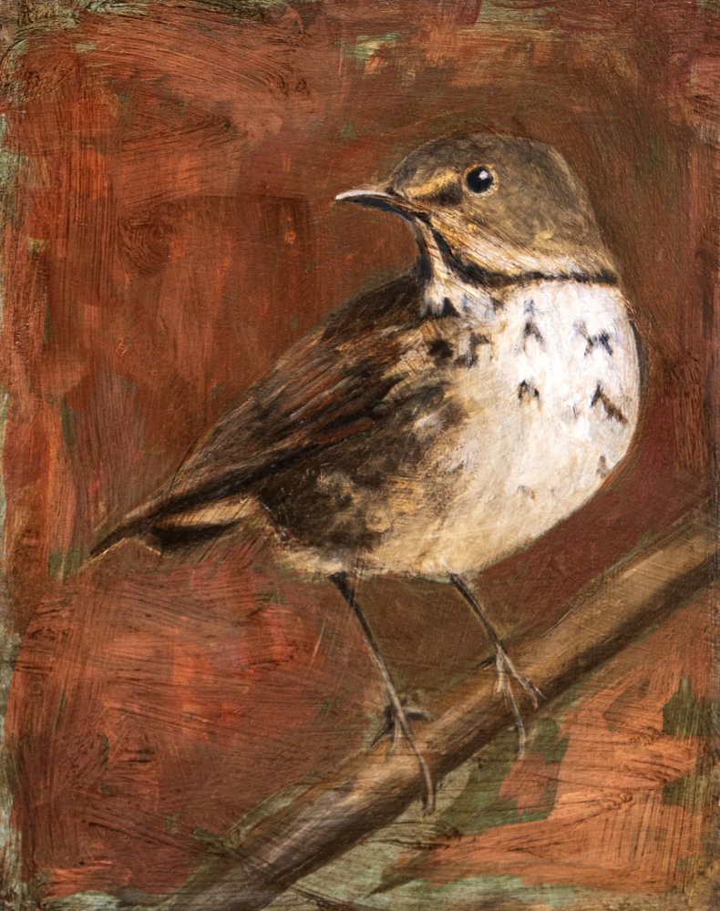 Gefleckte Drossel auf Zweig von Claire Lerner