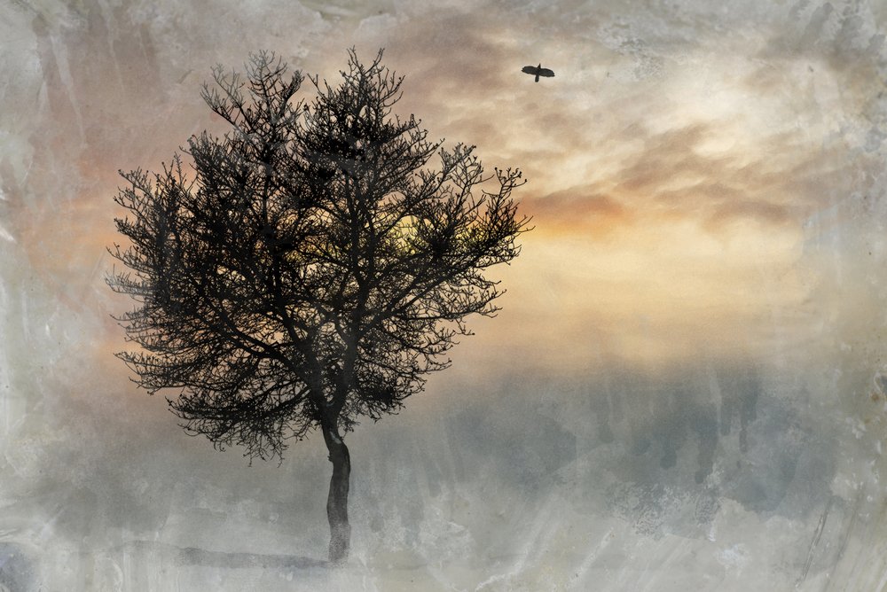 Dramatischer einsamer Baum von Codruta Georgescu