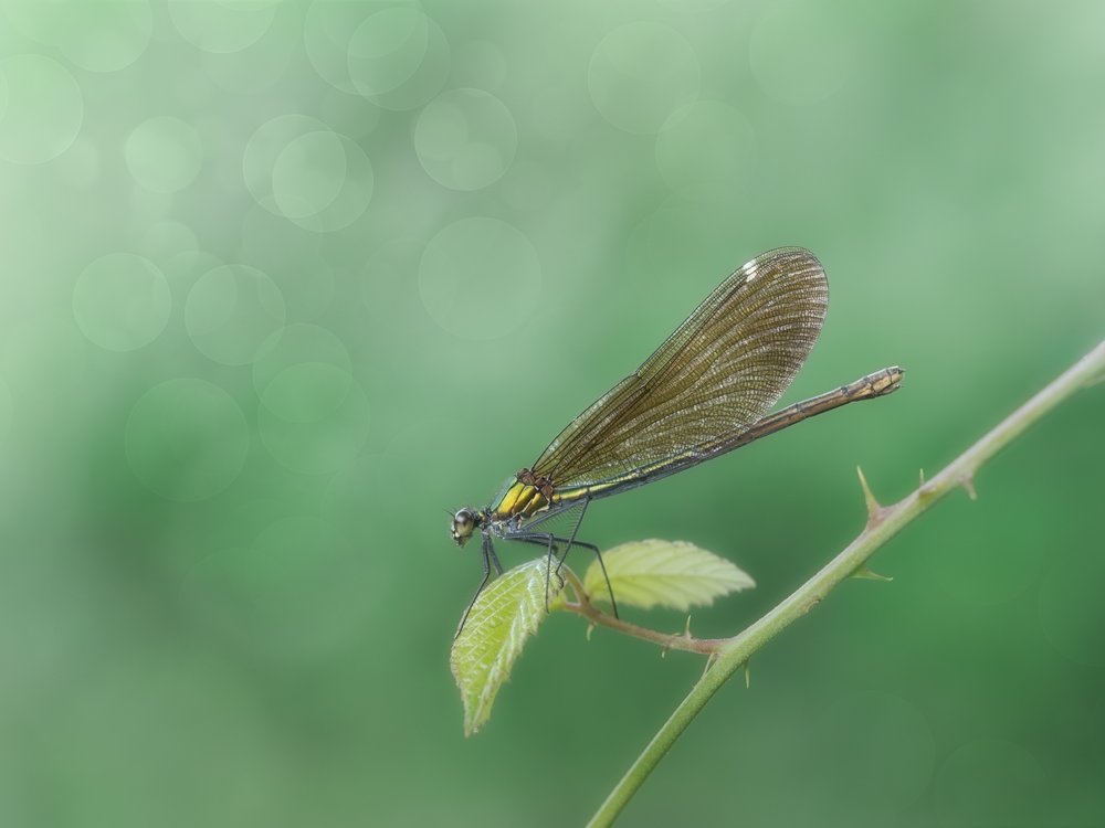 Zarte Libelle auf Ast von Cristiano Giani