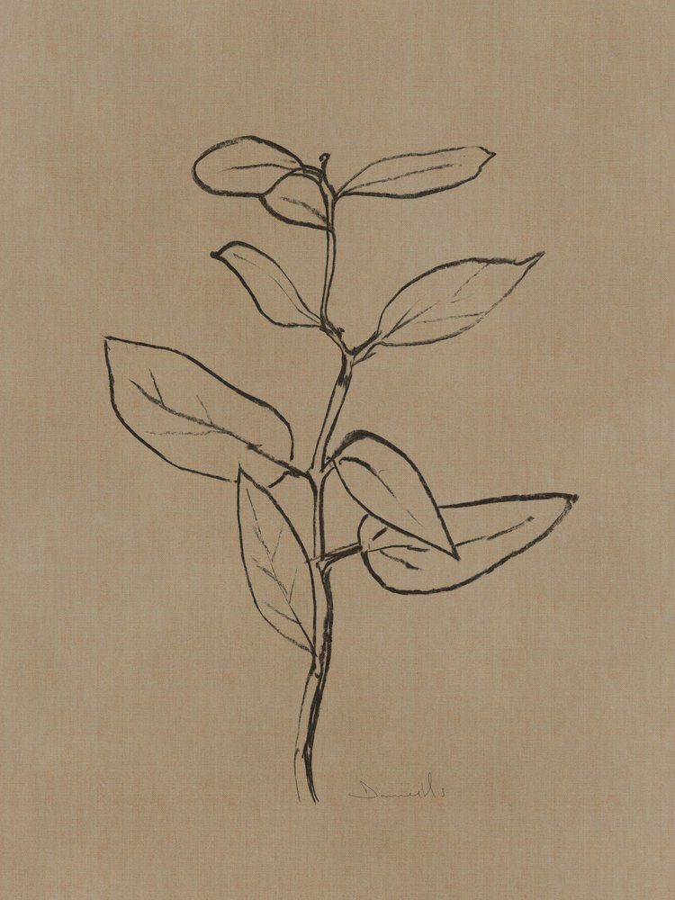 Eukalyptus Setzling von Dan Hobday