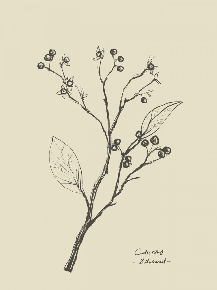 Floral 2 von Dan Hobday