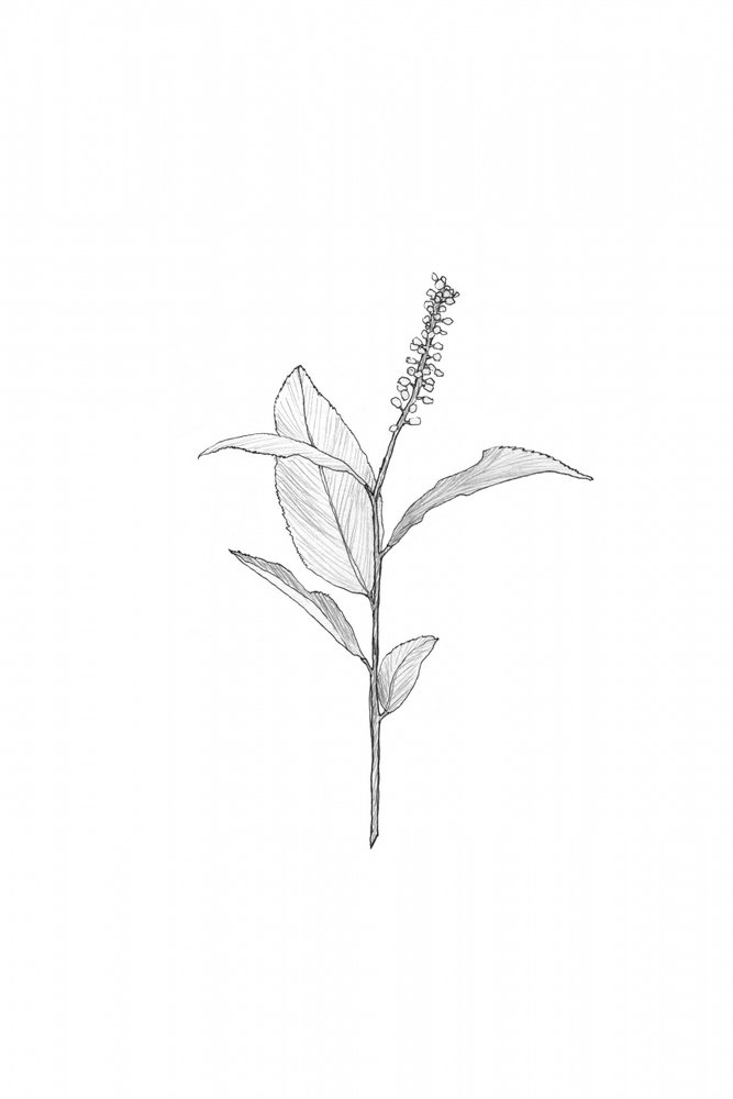 Botanische Linienzeichnung von Danushka Abeygoda