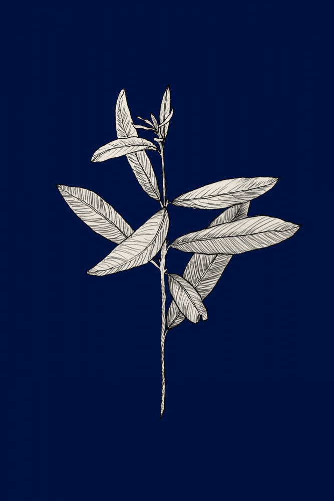 Elegante botanische Zeichnung von Danushka Abeygoda
