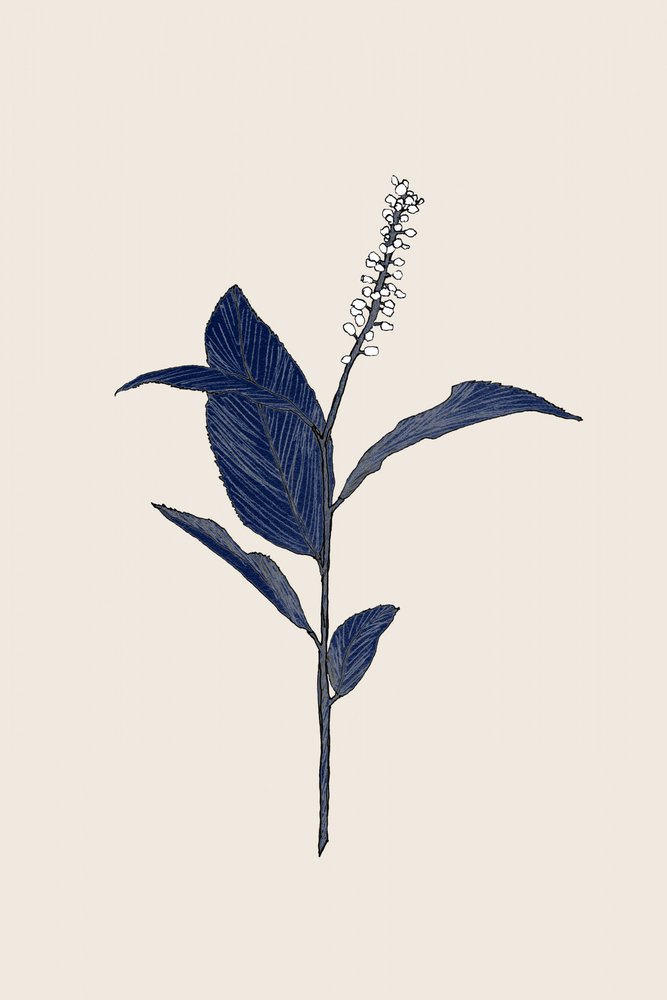 Indigo Botanische Studie von Danushka Abeygoda